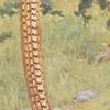 Reeves’s Pheasant (Syrmaticus reevesi). (1918-1922)-d1 by Charles Robert Knight