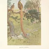 Reeves’s Pheasant (Syrmaticus reevesi). (1918-1922)-full by Charles Robert Knight