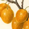 Prunus avium_ Golden Beauty (1894)-d1 by Deborah Griscom Passmore