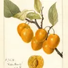 Prunus avium_ Golden Beauty (1894)-d2 by Deborah Griscom Passmore