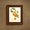 Prunus avium_ Golden Beauty (1894)-frame by Deborah Griscom Passmore
