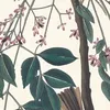 White eyed flycatcher (1827–1838)-d1 by John James Audubon