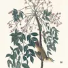 White eyed flycatcher (1827–1838)-d2 by John James Audubon