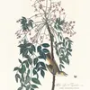 White eyed flycatcher (1827–1838)-full by John James Audubon