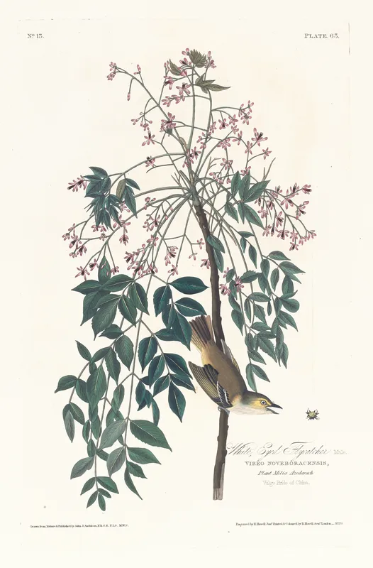 White eyed flycatcher (1827–1838)-full by John James Audubon