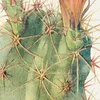 Hedgehog Cactus (1915)-d1 by Margaret Armstrong