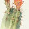 Hedgehog Cactus (1915)-d2 by Margaret Armstrong