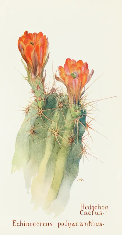 Hedgehog Cactus (1915)-full by Margaret Armstrong