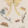 Wielki atlas do zoologii, botaniki i mineralogii Pl.062 (1887)-d2 by Gustav von Hayek
