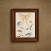 Wielki atlas do zoologii, botaniki i mineralogii Pl.062 (1887)-frame by Gustav von Hayek