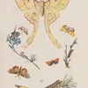 Wielki atlas do zoologii, botaniki i mineralogii Pl.062 (1887)-full by Gustav von Hayek