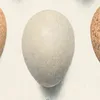 Eggs of Blood Partridges, Tragopans, Impeyans and Eared -Pheasants. (1918-1922)-d1 by Henrik Gronvold
