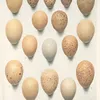 Eggs of Blood Partridges, Tragopans, Impeyans and Eared -Pheasants. (1918-1922)-d2 by Henrik Gronvold