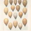 Eggs of Blood Partridges, Tragopans, Impeyans and Eared -Pheasants. (1918-1922)-full by Henrik Gronvold