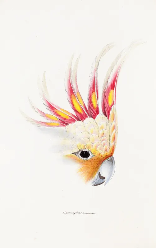 A synopsis of the birds of Australia, and the adjacent Islands Pl.65 (1837-1838) by Elizabeth Gould