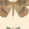 Insecta Lepidoptera-Heterocera Pl 049 (1879-1915)-d1 by Frederick DuCane Godman