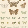 Insecta Lepidoptera-Heterocera Pl 049 (1879-1915)-d2 by Frederick DuCane Godman