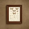 Insecta Lepidoptera-Heterocera Pl 049 (1879-1915)-frame by Frederick DuCane Godman