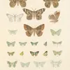 Insecta Lepidoptera-Heterocera Pl 049 (1879-1915)-full by Frederick DuCane Godman