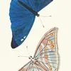 Papilio Adonis (1789-1813)-d2 by George Shaw