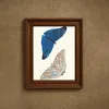 Papilio Adonis (1789-1813)-frame by George Shaw