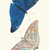 Papilio Adonis (1789-1813)-full by George Shaw
