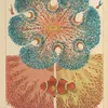 Barrier Reef Anemones (1893)-full by William Saville-Kent
