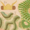 Great Barrier Reef Corals (1893)-d1 by William Saville-Kent