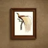Le petit Oiseau de paradis Emeraude, mâle. (1806)-frame by Jacques Barraband