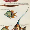 Poissons, ecrevisses et crabes, de diverses couleurs et figures extraordinaires.. Pl.012 (1718-1719)-d2 by Louis Renard
