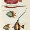 Poissons, ecrevisses et crabes, de diverses couleurs et figures extraordinaires.. Pl.012 (1718-1719)-full by Louis Renard