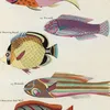 Poissons, ecrevisses et crabes, de diverses couleurs et figures extraordinaires.. Pl.021 (1718-1719)-d2 by Louis Renard