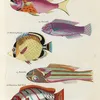 Poissons, ecrevisses et crabes, de diverses couleurs et figures extraordinaires.. Pl.021 (1718-1719)-full by Louis Renard