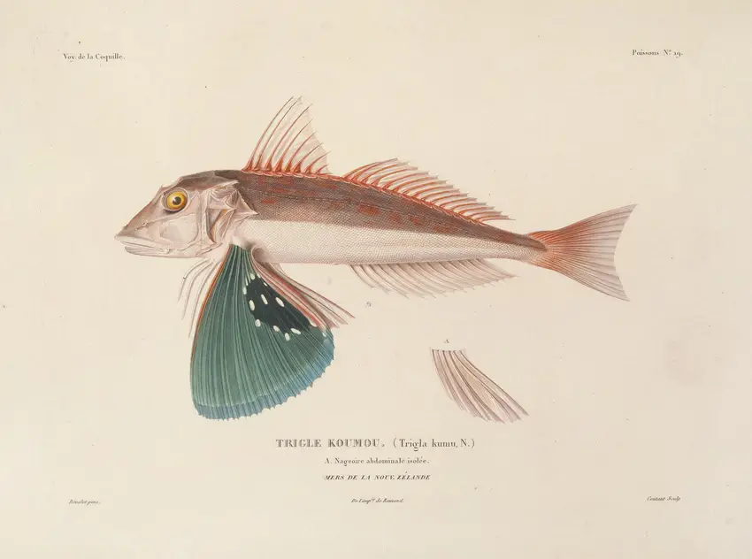 Voyage autour du monde Pl.026 (1825-1830) by Louis-Isidore Duperrey