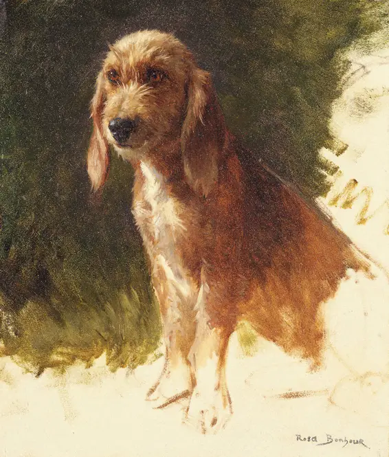 Study of a Dog (1860s) by Rosa Bonheur