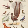 Atlas państwa zwierzęcego Pl.67 (1905)-full by Kurt Lampert