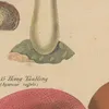 Abbildungen zu Oken’s Allgemeiner Naturgeschichte für alle Stände Pl.007 (1841)-d1 by Lorenz Oken