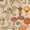 Abbildungen zu Oken’s Allgemeiner Naturgeschichte für alle Stände Pl.007 (1841)-d2 by Lorenz Oken