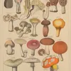 Abbildungen zu Oken’s Allgemeiner Naturgeschichte für alle Stände Pl.007 (1841)-full by Lorenz Oken