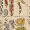 Abbildungen zu Oken’s Allgemeiner Naturgeschichte für alle Stände Pl.021 (1841)-d1 by Lorenz Oken