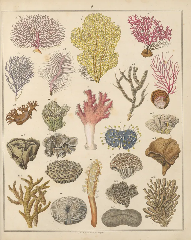 Abbildungen zu Oken’s Allgemeiner Naturgeschichte für alle Stände Pl.032 (1841) by Lorenz Oken