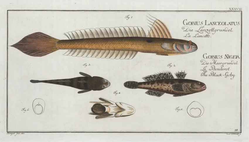 1. 4. Gobius Lanceolatus, The Lancet-Goby; 2. 3. Gobius Niger, The Black Goby. (1785-1797) by Marcus Elieser Bloch