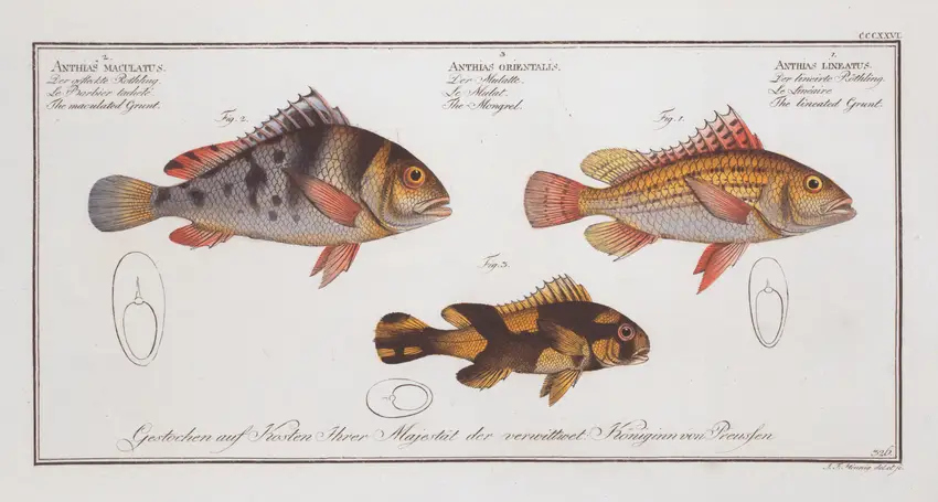 1. Anthias lineatus, The lineated Grunt; 2. Anthias orientalis, The Mongrel; 3. Anthias maculatus, The maculated Grunt. (1785-1797) by Marcus Elieser Bloch