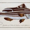 Anthias Diagramma, The Warna. (1785-1797)-d2 by Marcus Elieser Bloch