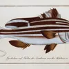 Anthias Diagramma, The Warna. (1785-1797)-full by Marcus Elieser Bloch