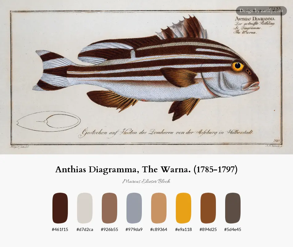 Anthias Diagramma, The Warna. (1785-1797)-palette by Marcus Elieser Bloch