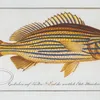 Anthias formosus, The Grunt. (1785-1797)-d2 by Marcus Elieser Bloch