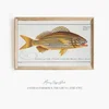 Anthias formosus, The Grunt. (1785-1797)-frame by Marcus Elieser Bloch