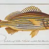 Anthias formosus, The Grunt. (1785-1797)-full by Marcus Elieser Bloch