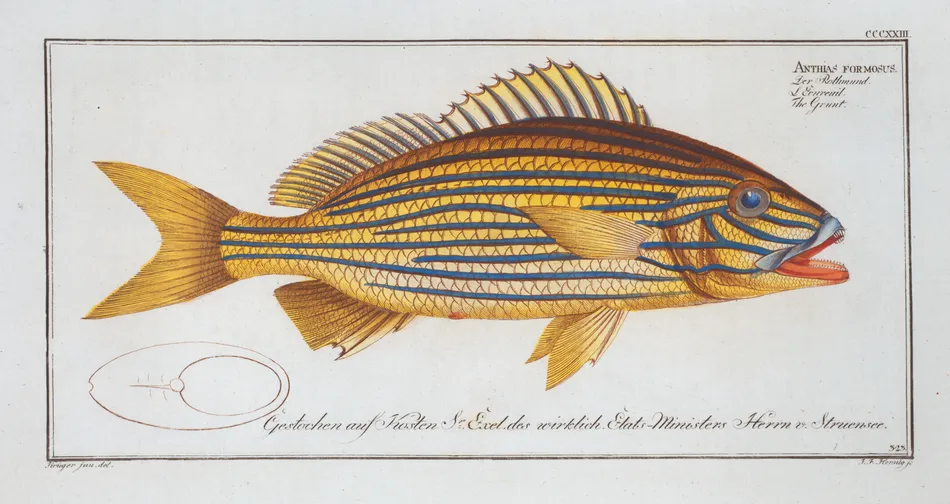 Anthias formosus, The Grunt. (1785-1797)-full by Marcus Elieser Bloch